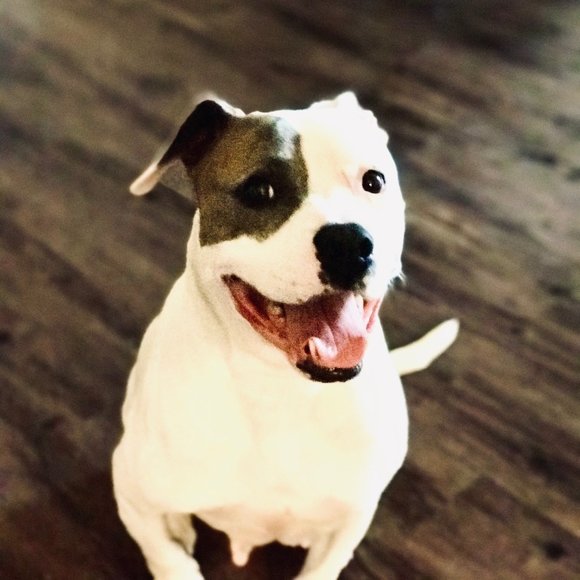 Meet your Posher, DeAnn - Picture 3 of 7